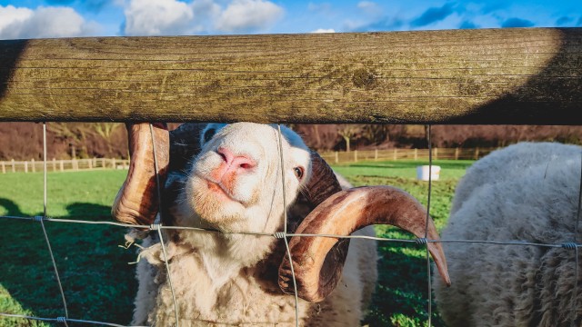 Genießen Sie das Gefühl, auf dem Land zu sein, bei einem Besuch der Londoner City Farms. Foto von Migle Siauciulyte auf Unsplash. Ein lächelndes Schaf auf einem städtischen Bauernhof in London.