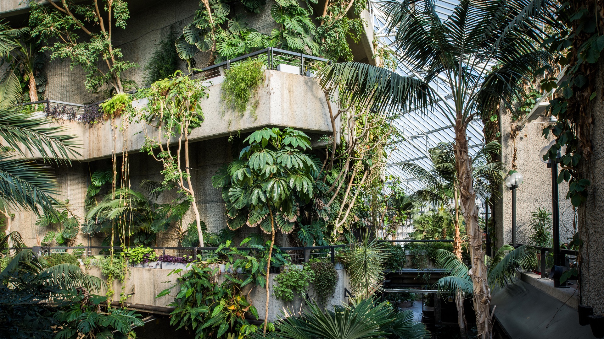 Luscious plants at the Barbican Conservatory. Images courtesy of Barbican. Photo: Max Colson. Green plants grow over concrete walk ways at the Barbican Conservatory.