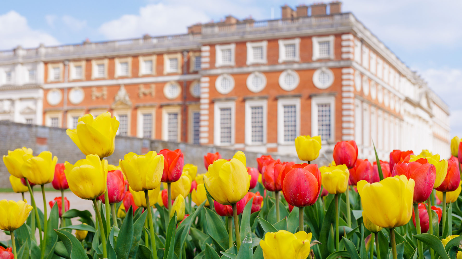 Head to Hampton Court this spring to see thousands of tulips lighting up the palace gardens. Image courtesy of Historic Royal Palaces. A bank of red and yellow tulips blooms in the gardens outside the Tudor palace of Hampton Court.