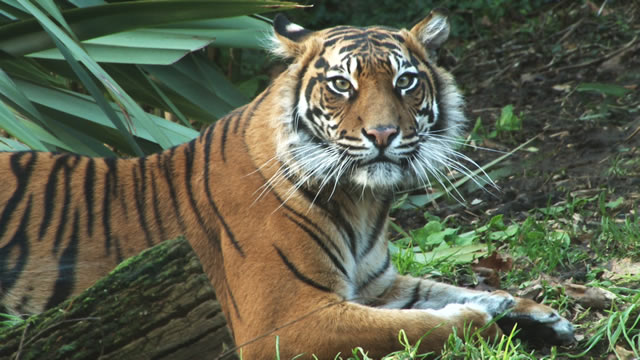 Tiger Territorium im London Zoo. Bild mit Genehmigung von visitlondon.com Tiger Territorium im London Zoo