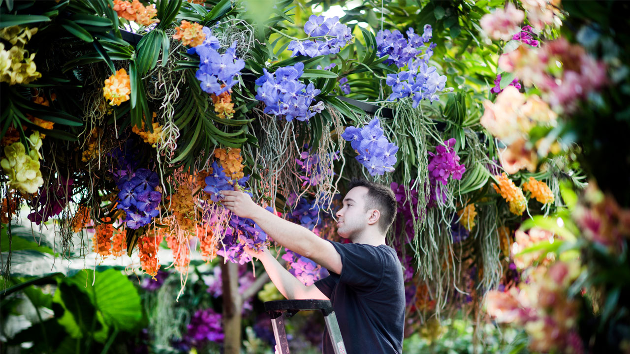 Explore the biodiversity of China at Kew Gardens’ Orchid Festival. Image courtesy of Kew Gardens. Horticulture worker assembling flower display at the Orchid Festival at Kew Gardens.