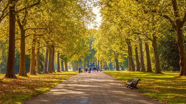 Hyde Park alley and trees with a bench and leaves on the ground on a clear autumn day.
