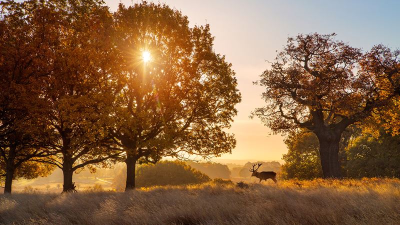Explore further afield with a trip to Richmond Park. Image courtesy of Shutterstock. Richmond Park at sunrise with trees and a deer.