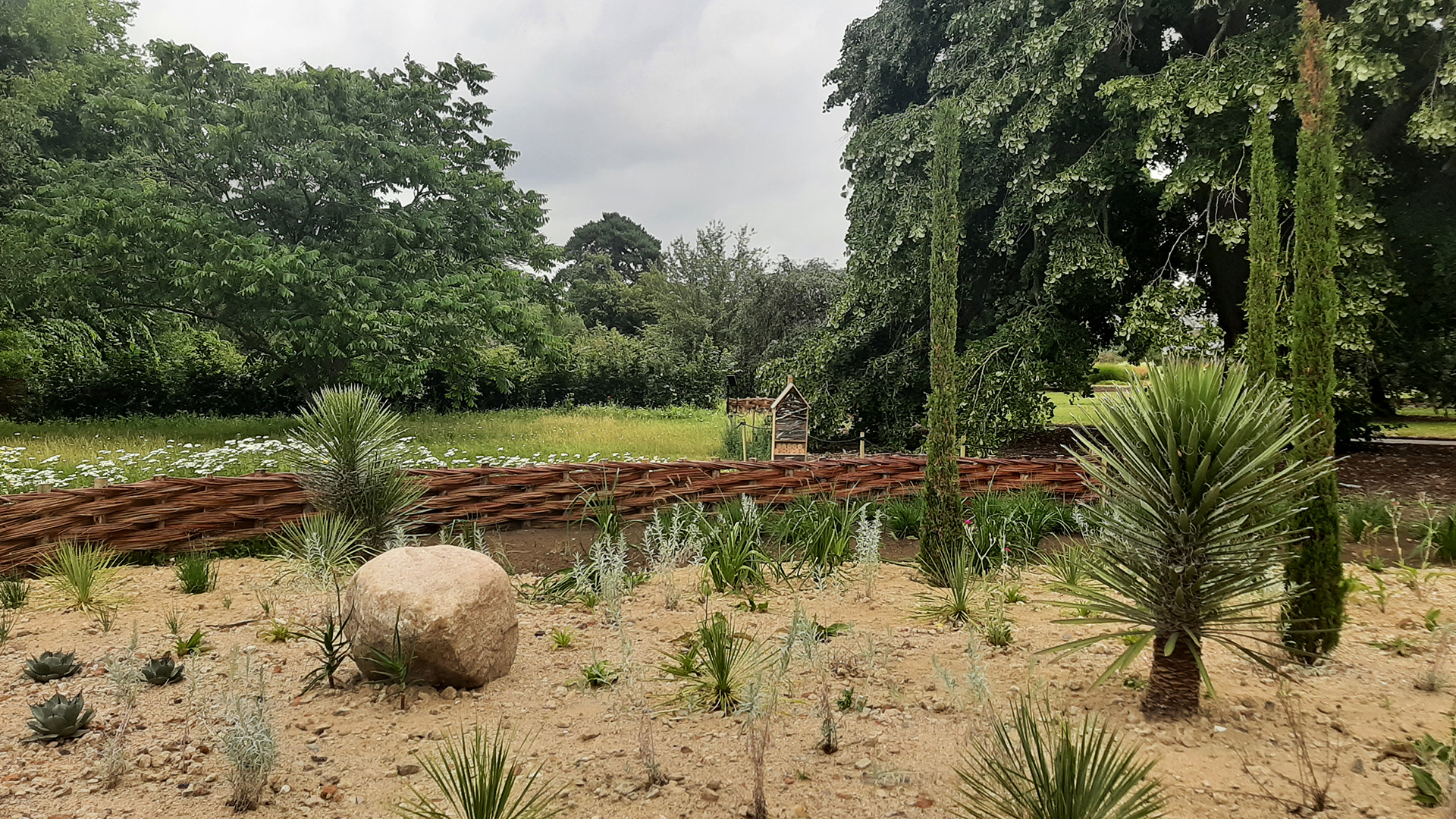 A view of plants in a sandy soil with a green meadow and trees in the background.