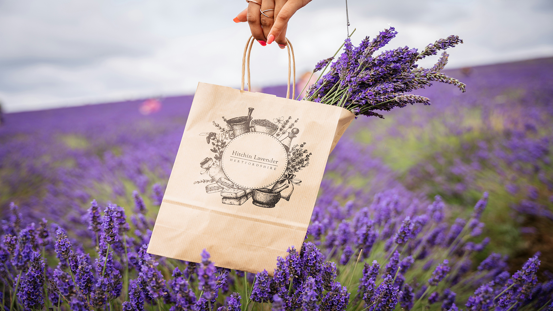 A hand holding a paper bag with fresh lavender in it with the Hitchin Lavender logo and a lavender field in the background.
