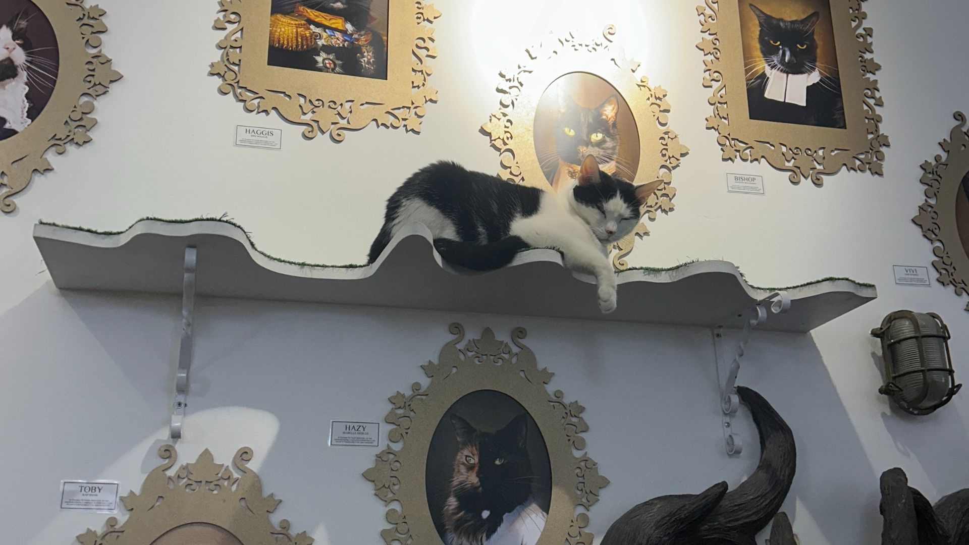 A cat lays on a shelf on a wall, with picutres of other cats in frames also on the wall, in Lady Dinah's Cat Emporium cafe.