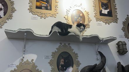 Lady Dinah's Cat Emporium. Image courtesy of Hannah Cornish.