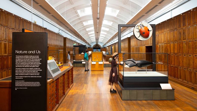 Nature and Us gallery room lined with wooden cabinets and ladybird and other artefacts in the centre.