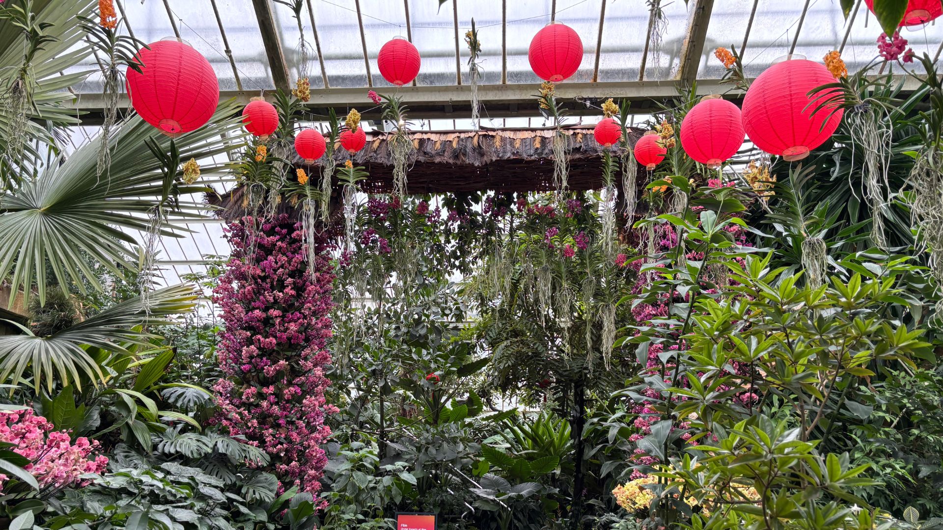 Chinese lantern decorations amongst orchid displays at Kew Gardens Orchid Festival.