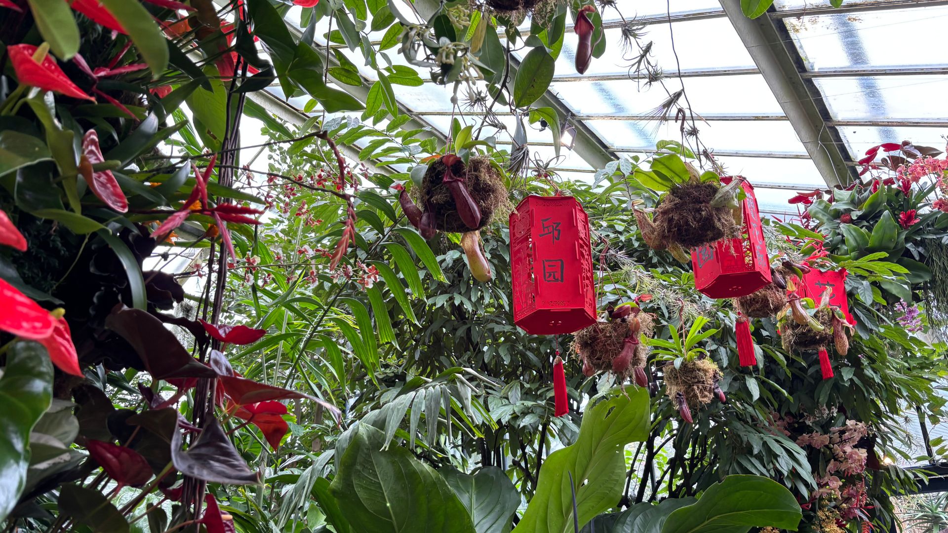 Discover the richly biodiverse country of China through impressive orchid installations at the Kew Gardens Orchid Festival 2026. © Visit London/Charlotte Pritchard. Chinese lantern displays alongside orchids at the Kew Gardens Orchid Festival.