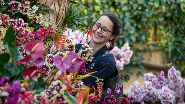 Person looking over at colourful orchids display in front of them.