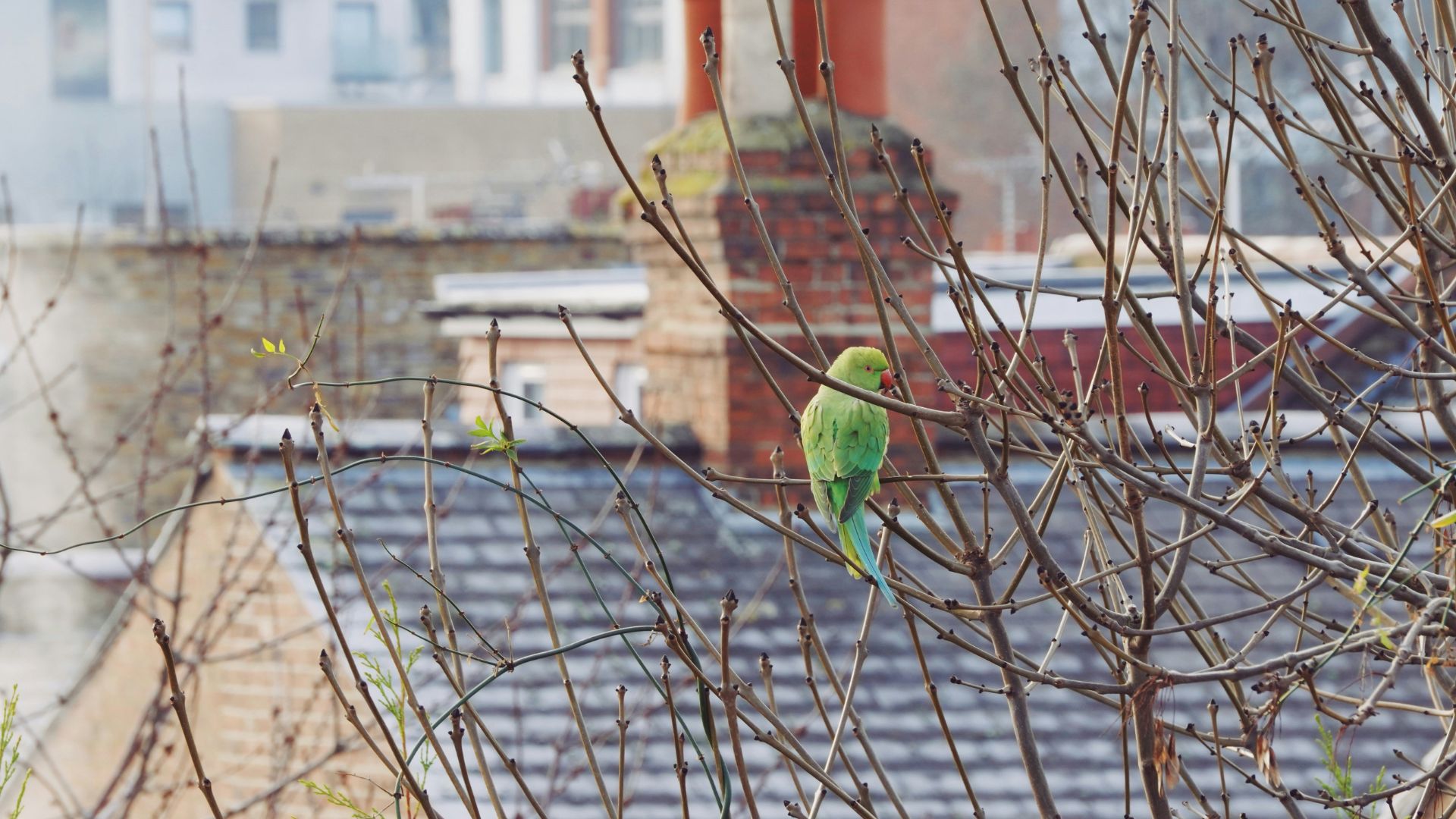 See ring-necked parakeets in London's urban areas. Image courtesy of Unsplash. Green parakeet against the backdrop an urban London neighborhood.