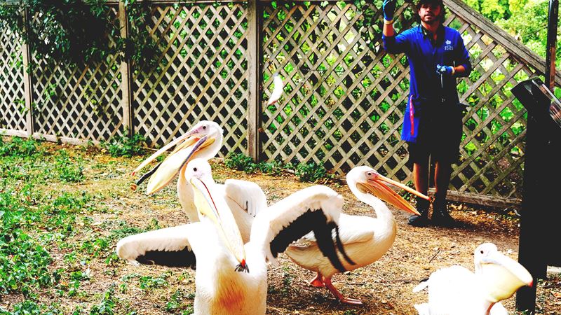 A park ranger wearing blue overalls and assorted gloves is throwing fish to a group of pelicans during feeding time at St James's Park.