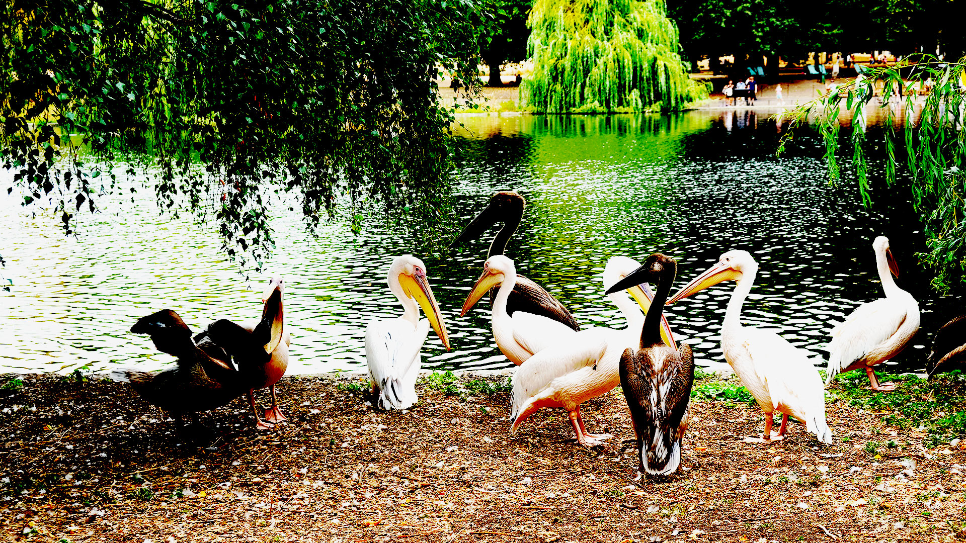 If you're visiting St James's Park near Buckingham Palace, be sure to stop by the lake, where you can usually see pelicans. Photo credit: Carole Rocton. A group of pelicans, some white-feathered and some grey-feathered, are standing by the border of the lake in St James Park.