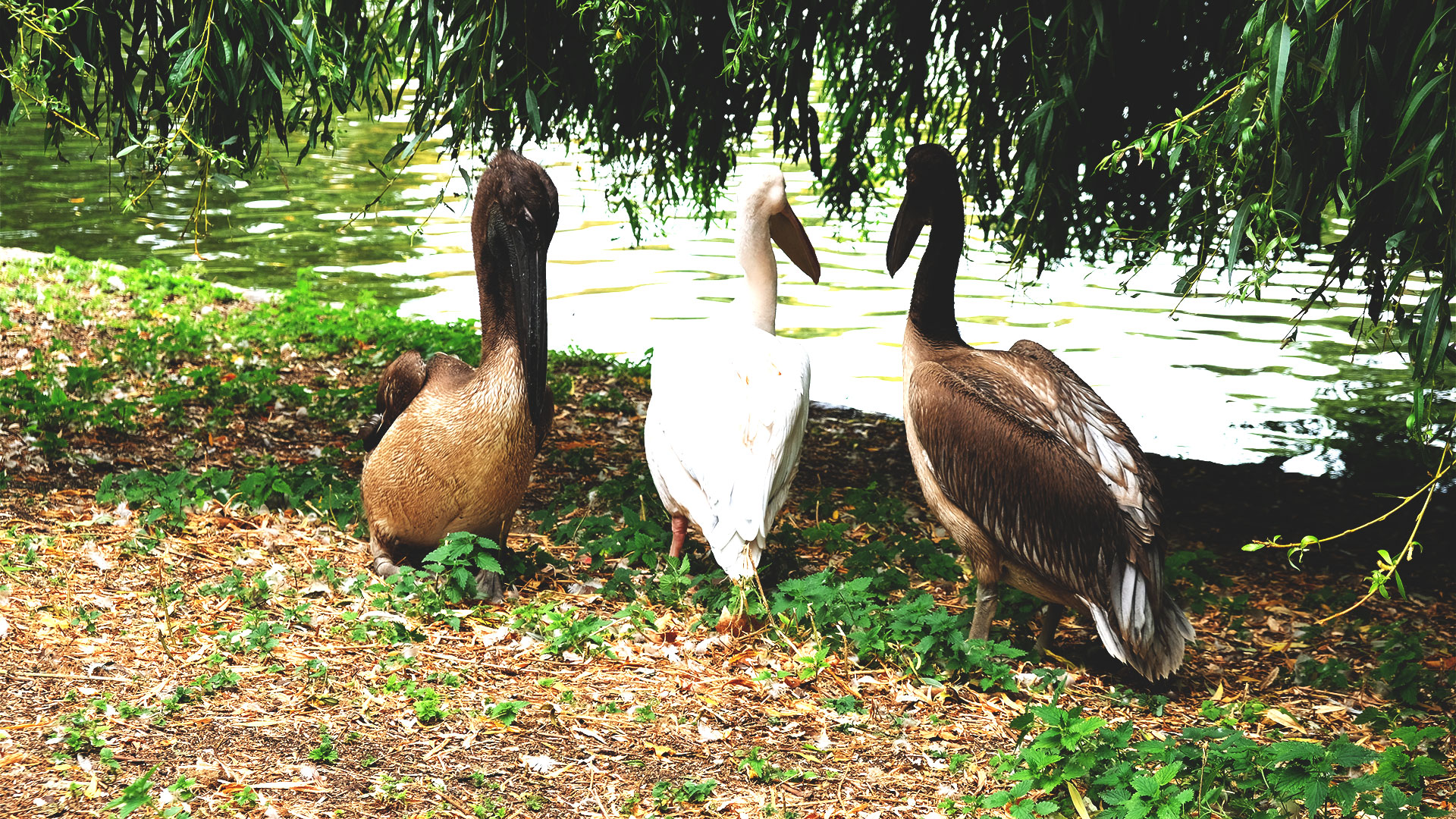 The pelican chicks, which were hatched for the first time in 360 years, can now be seen wandering around St James's Park. Photo credit: Carole Rocton. Three pelicans, one white and two grey, stand by the lake in St James's Park, surrounded by lush greenery.