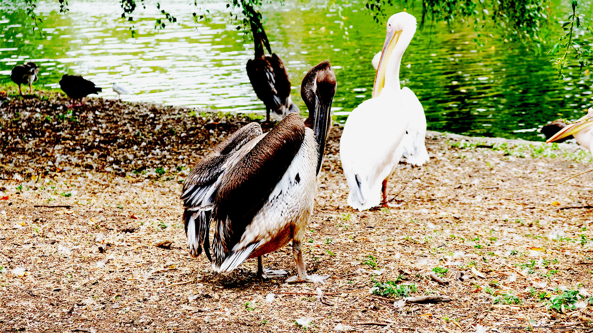 Visit St James's Park, where you can see pelican chicks and their parents by the lake, as well as the Duck Island Cottage. Photo credit: Carole Rocton. A brown and grey pelican chick is ruffling its feathers with its beak, with a white pelican standing by a lake in the background.
