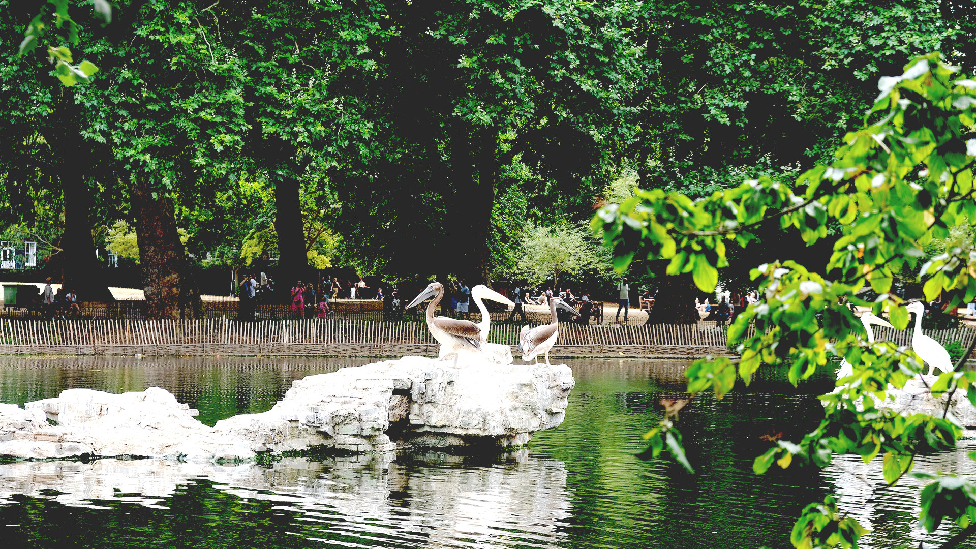 Three pelicans — one adult with white feathers and two chicks with grey ones — stand on a rock formation in the middle of the lake at St James's Park.
