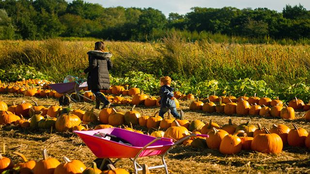 A mother and a child are on a pumpkin field with a wheelbarrow, selecting their own pumpkin.