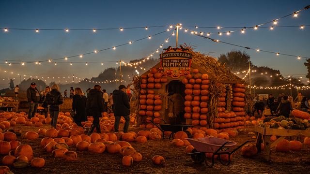 Lots of pumpkins and visitors on a pumpkin field with a House on it surrounded by festoon lights above them.