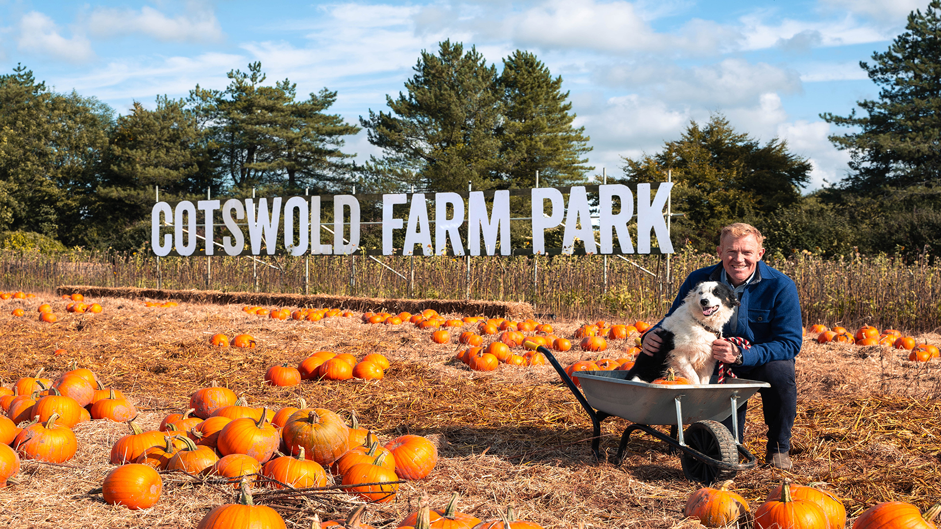 A pumpkin patch with the name Cotswold Farm Park in the background and a Wheelbarrow with a dog in it and a men kneeling next to it.