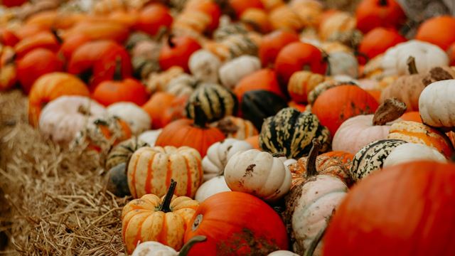 Orange, white and green pumpkins on a pile of straw