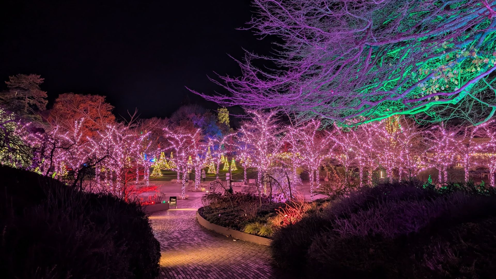 A magical pink-lit avenue welcomes visitors to RHS Glow at Wisley. Image courtesy of Hannah Cornish. Garden walkway lined with trees wrapped in pink fairy lights and colourful uplighting