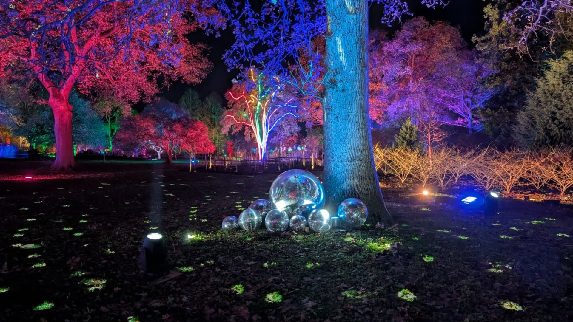 Wander through glittering spheres at RHS Glow at Wisley, adding a touch of magic to the illuminated gardens. Image courtesy of Hannah Cornish. Tree trunk surrounded by reflective silver spheres with colourful lights in the background