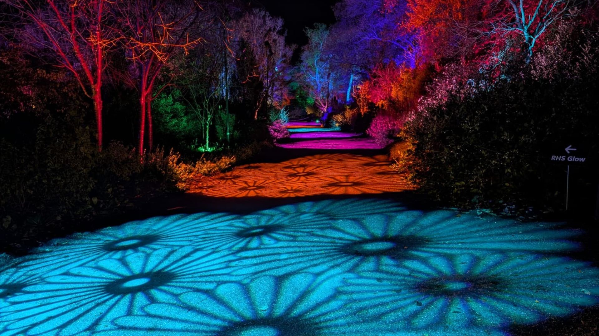 Artistic light projections turn pathways into works of art at RHS Wisley Glow. Image courtesy of Hannah Cornish. Garden path with projected floral patterns in blue and orange surrounded by colourful trees