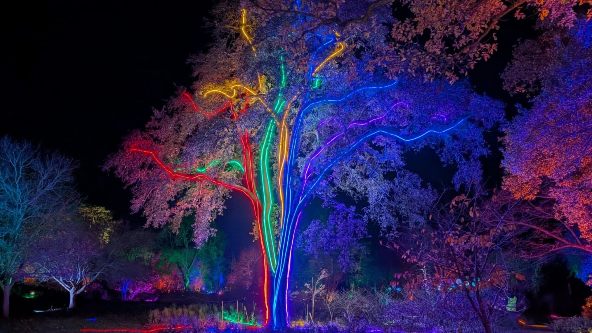 A spectacular neon rainbow-lit tree steals the show at RHS Glow at Wisley. Image courtesy of Hannah Cornish. Large tree illuminated with rainbow-coloured lights outlining its branches