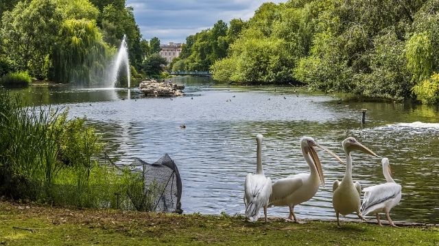 Pelicans gather by the lake at st. james's park in london.