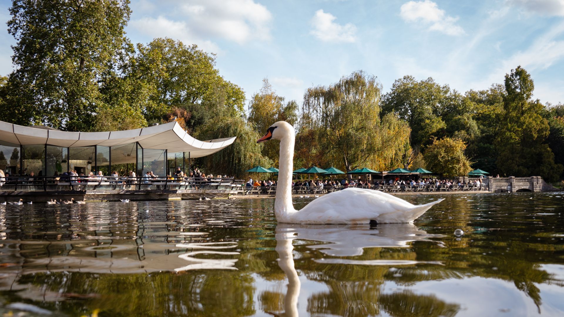 A swan in Hyde Park's Serpentine lake with Serpentine Bar & Kitchen overlooking the lake in the background.