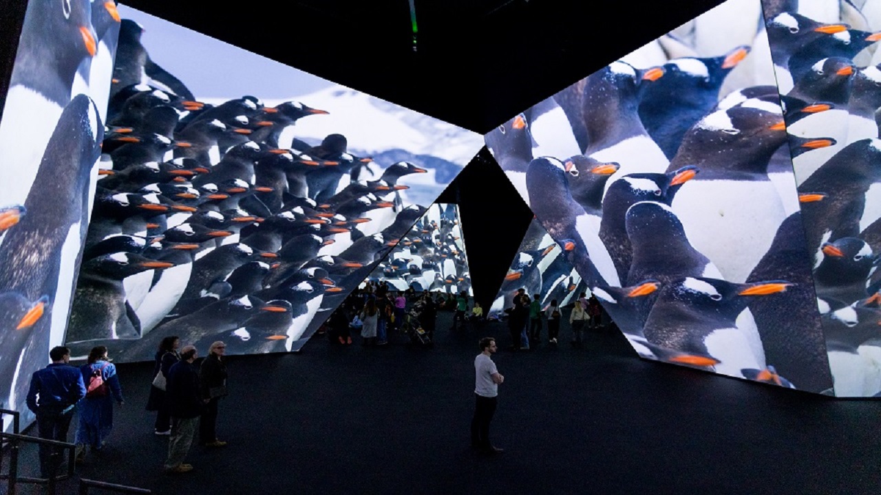 Visitez une exposition audiovisuelle aux effets sensationnels, vous emmenant aux quatre coins de la Terre avec BBC Earth Experience. Image fournie par BBC Earth Experience. Une grande pièce est parée d'écrans géants entourant le visiteur de toutes parts avec des scenes de pingouins marchant sur la banquise dans le cadre de la BBC Earth Experience.