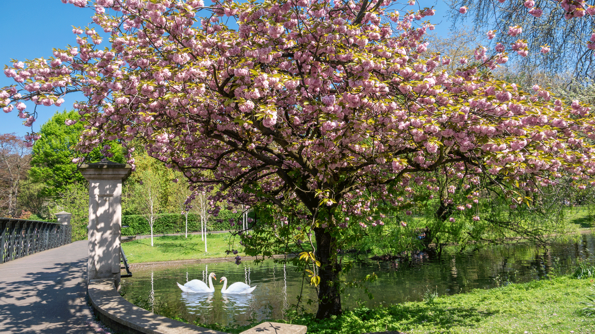 Cherry blossom tree next to Regent's Canal with two swans