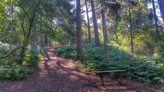 Coombe Wood forest with a bench, trees and sunlight peering through the leaves.