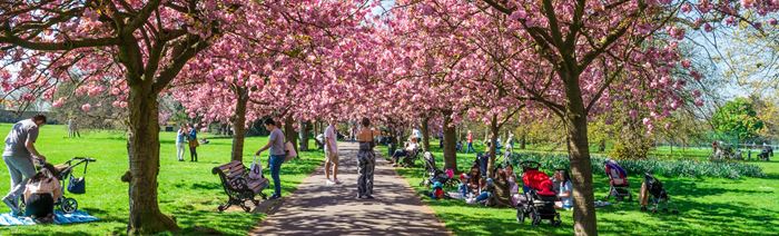 A photo of the cherry blossoms in full bloom on a sunny spring day at Greenwich Park with groups of people and families lining the walkway