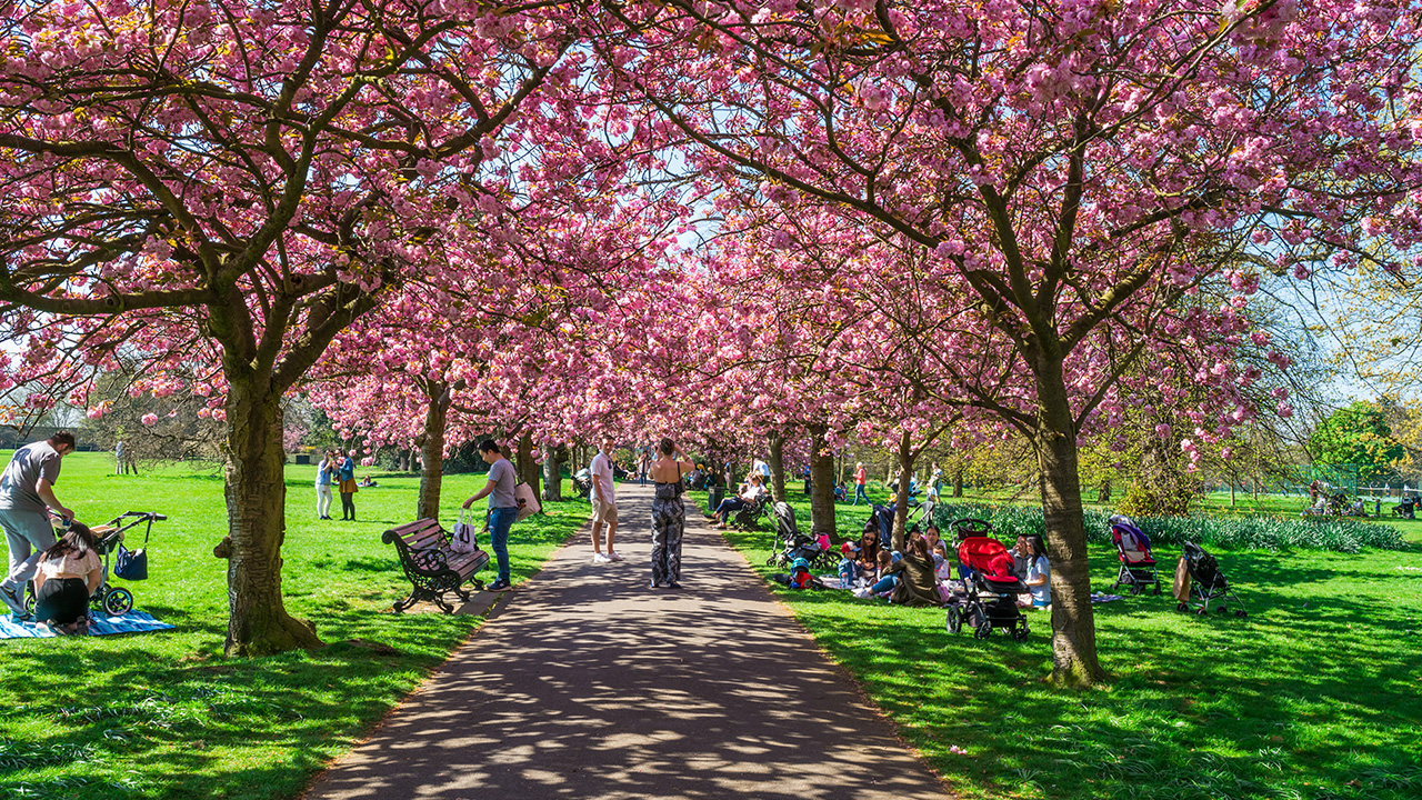 Eine Allee von Bäumen im Greenwich Park, die rosa blühen.