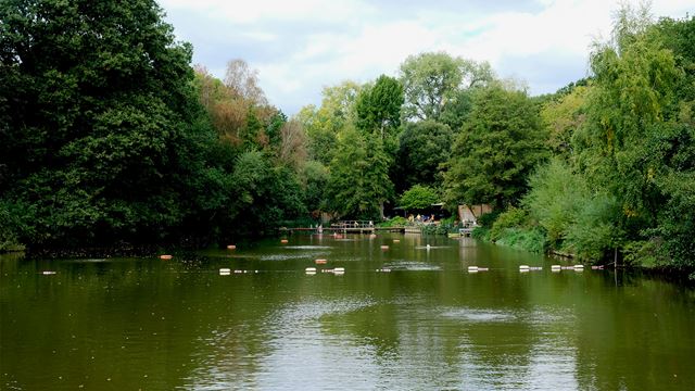 A view of the mixed-use swimming ponds at Hampstead Heath, which are nestled within the woodland and divided by a marked lane.
