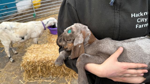 A photo of a volunteer at Hackney City Farm holding a baby goat for visitors to stroke