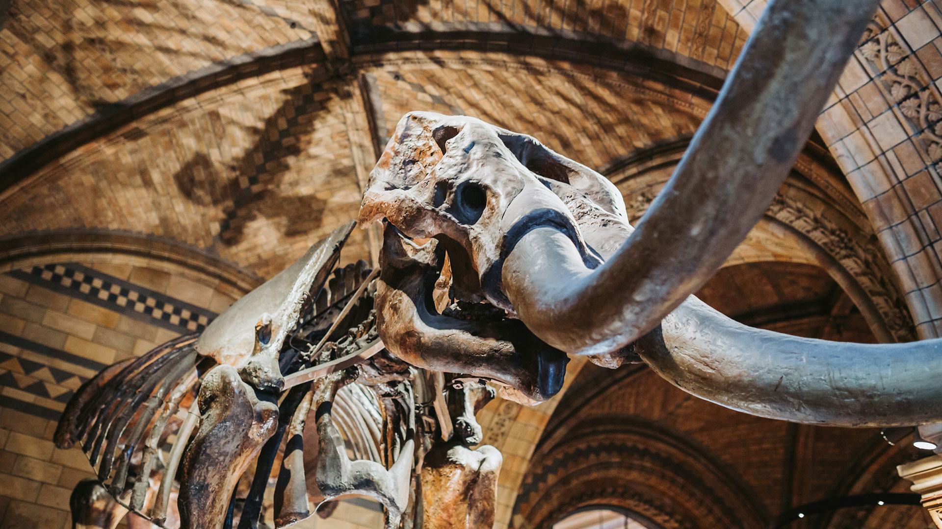 Close up of a dinosaur skeleton at the Natural History Museum in London's Kensington.