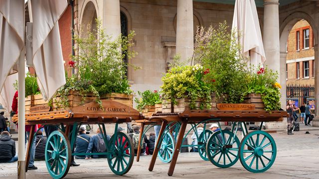 A photo of two giant retro wheelbarrows parked outside Covent Garden filled with flowers and plants