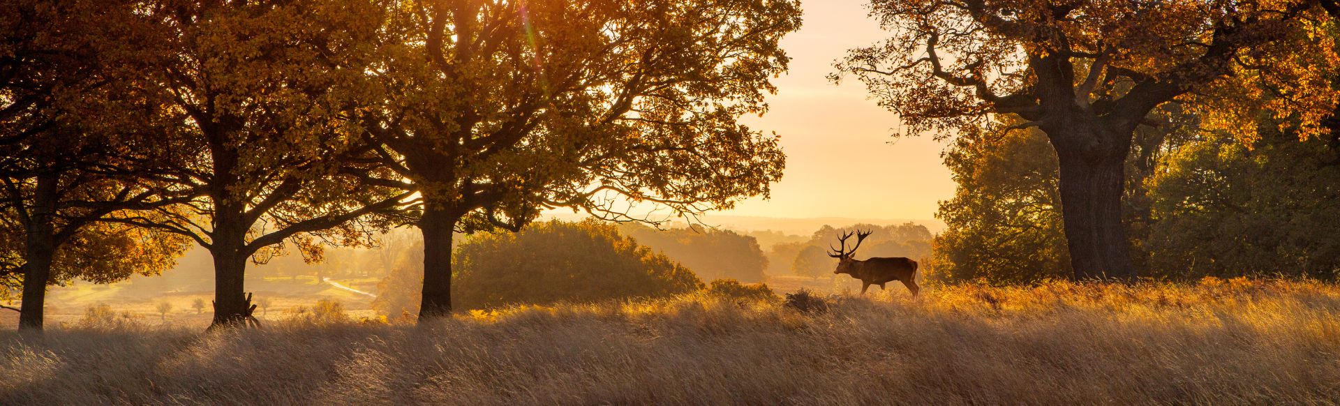Red deer stag standing in an autumn landscape at sunrise, surrounded by golden grass and oak trees.