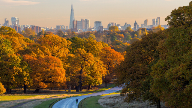 A man cycling on a long, wide path through Richmond Park with trees either side of him in autumnal colours, and the London cityscape skyline on the horizon