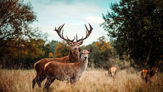 Two deers in Richmond Park