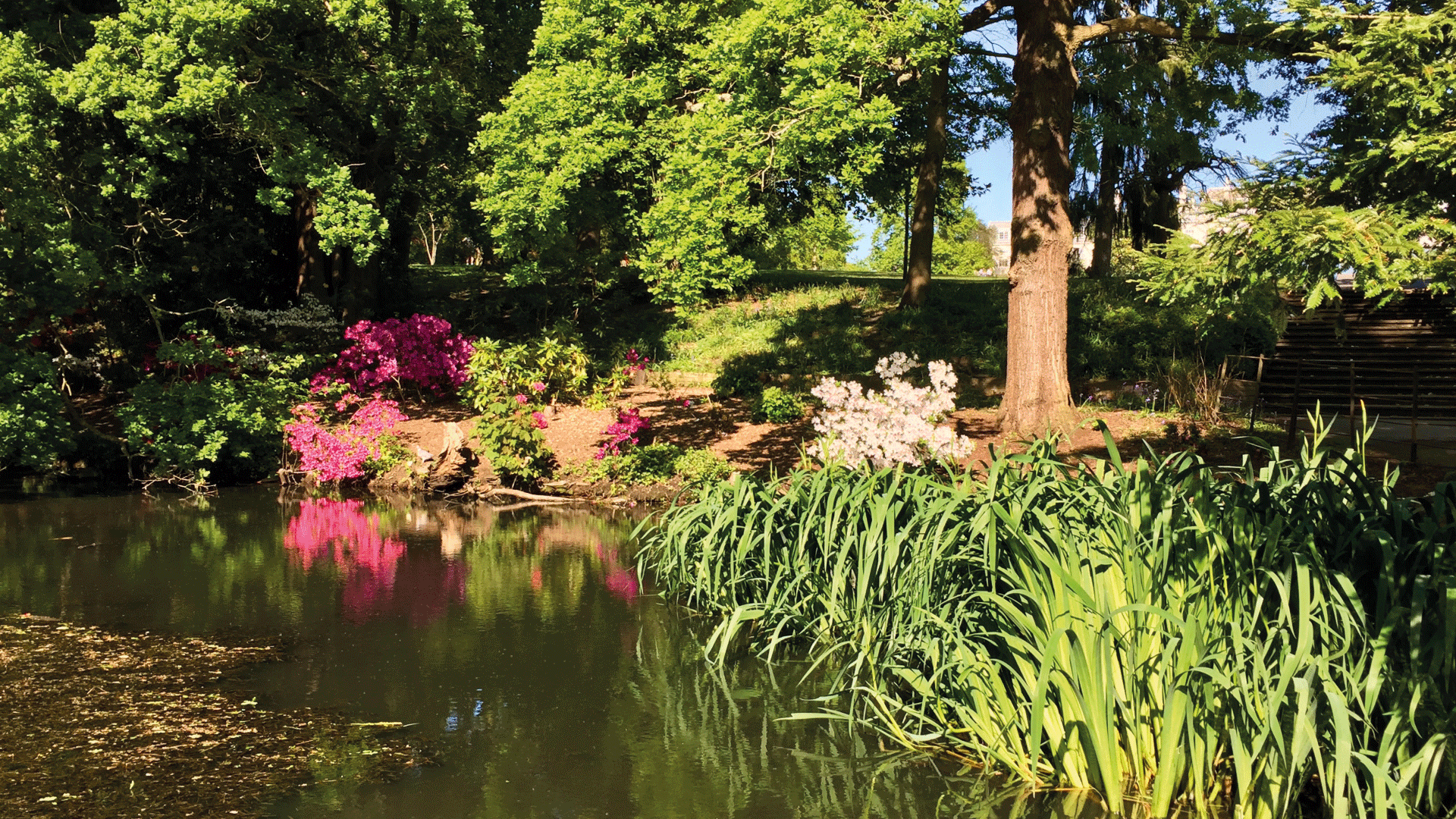Pond inside Cannizaro Park lined with pink blooms and trees in the sunlight