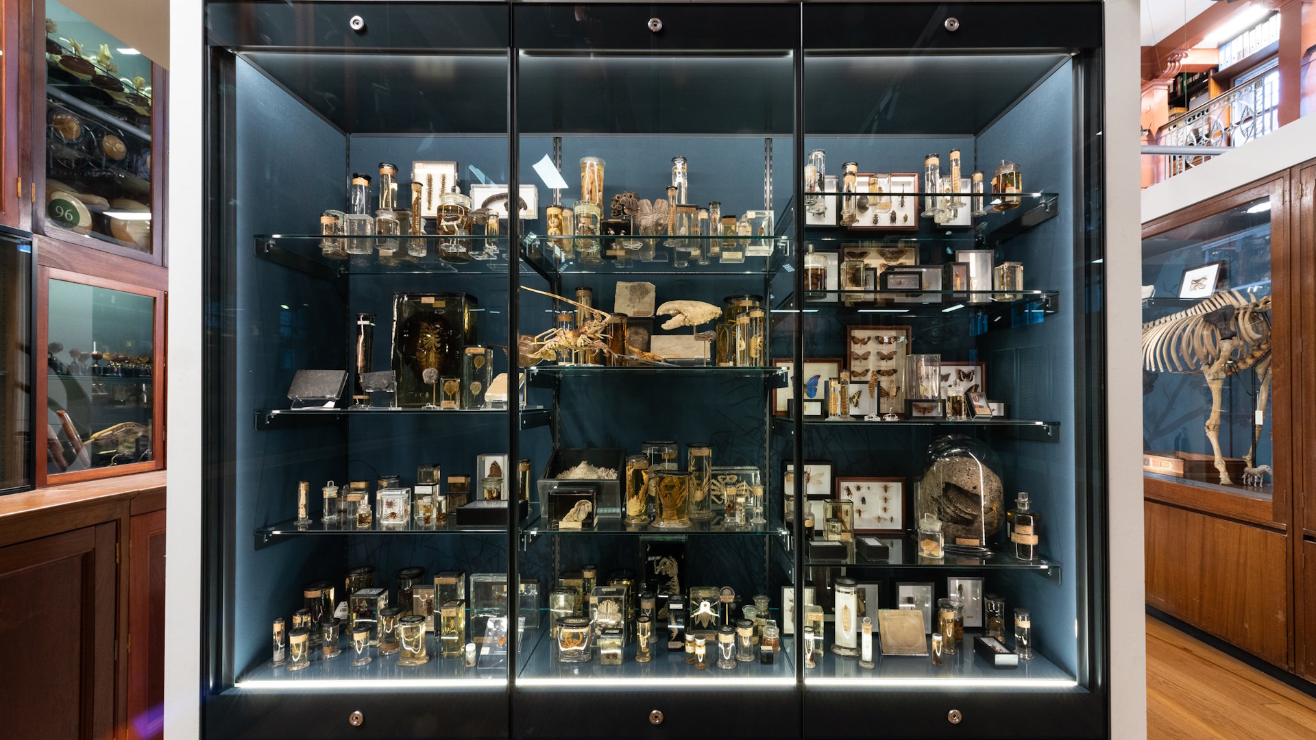 Marvel at cases full of creatures at the Grant Museum of Zoology © UCL/James Tye. Image courtesy of University College London. A display case featuring numerous skeletons and jars full of animal specimens, at the Grant Museum of Zoology.
