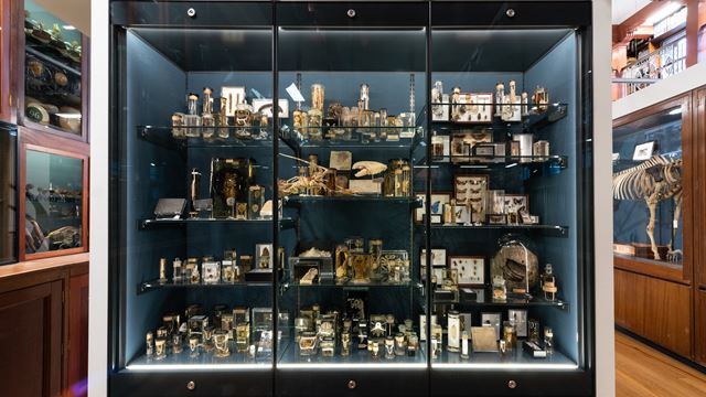 A display case featuring numerous skeletons and jars full of animal specimens, at the Grant Museum of Zoology.
