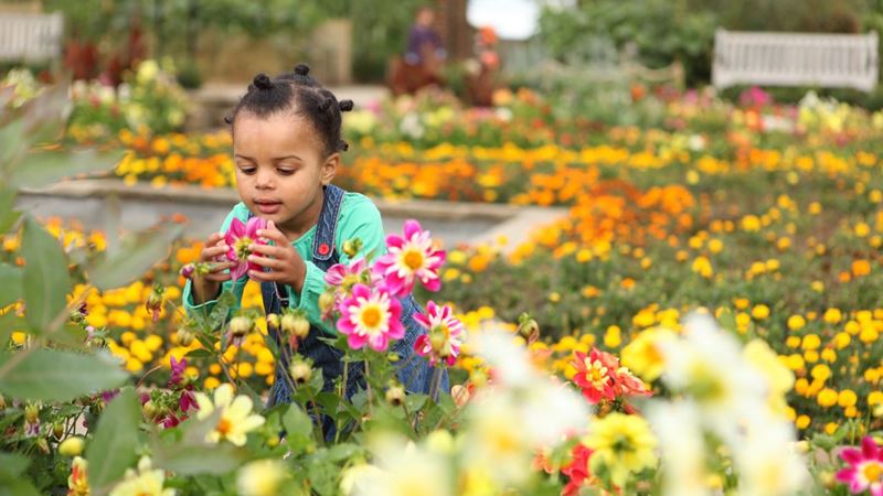 Stop to smell the flowers around Horniman Museum and Gardens, a top picnic spot. Credit: Laura Mtungwazi. Image courtesy of Horniman Museum. A young girl in a green top and blue dungarees smells bright pink flowers at the Horniman Museum in London.