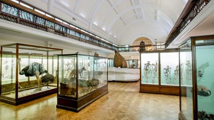 Horniman Museum Natural History Gallery. Credit: Sophia Spring. Image courtesy of Horniman Museum and Gardens.