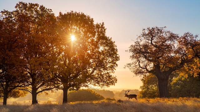 A deer in between trees at Richmond Park in London.