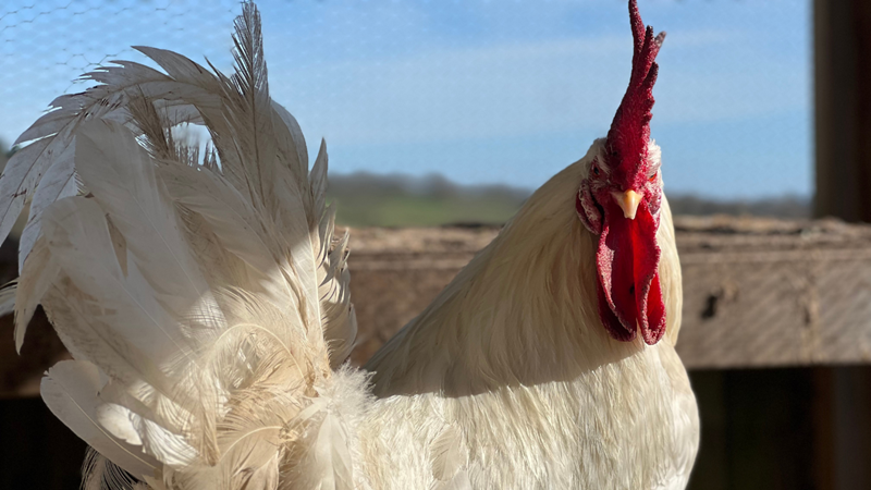 Get up close to a variety of farm animals including birds and roosters at Belmont Farm. Credit: Belmont Farm. Image courtesy of Belmont Farm. A close up photo of a white rooster in its enclosure at Belmont Farm looking towards the camera